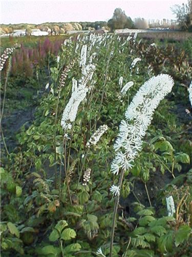 CimicifugaWhitePea