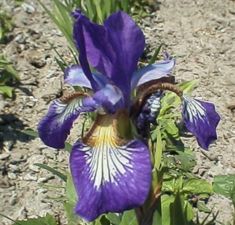 Clared Cup