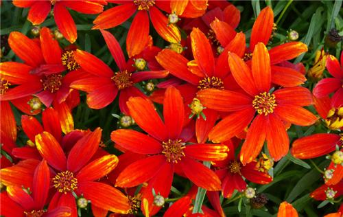 Coreopsis verticillata -Ladybird-