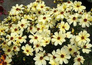 Coreopsis verticillata Buttermilk