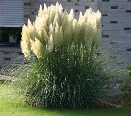 Cortaderia selloana Evita