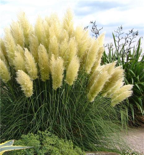 Cortaderia selloana Sunningdale Silver