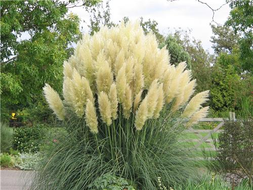 Cortaderia selloana White Feather