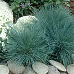 Corynephorus Spiky