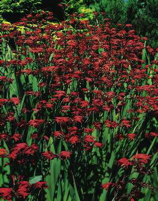 Crocosmia crocosmi