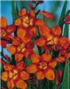 Crocosmia crocosmi