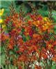 Crocosmia crocosmi