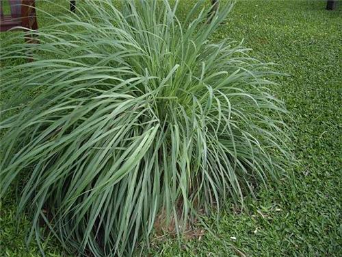 Cymbopogon flexuosus