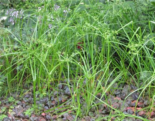 Cyperus glaber