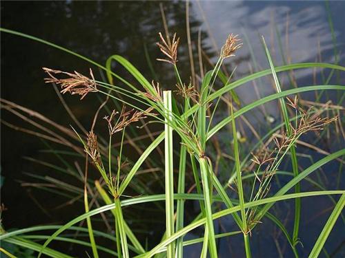 Cyperus longus