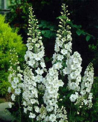 Delphinium (P) Gal