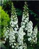 Delphinium (P) Gal