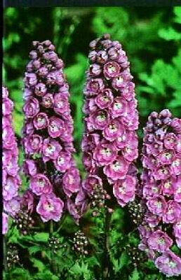 Delphinium Strawbe