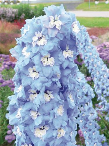 Delphinium cultorum Sky Blue White Bee