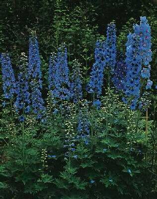 Delphinium pacific