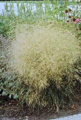 Deschampsia cesp G