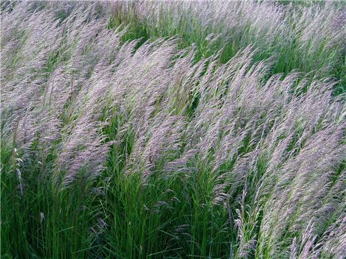 Deschampsia cespitosa Bronzeschleier
