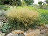 Deschampsia cespitosa Palava 2