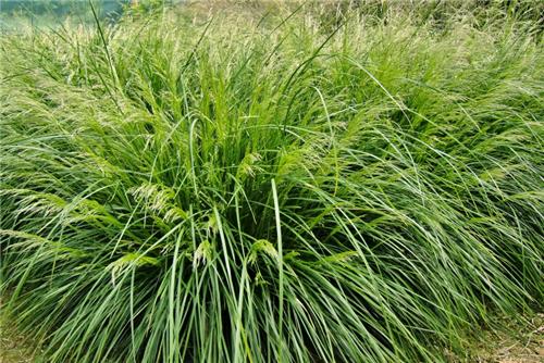 Deschampsia cespitosa Palava