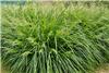 Deschampsia cespitosa Palava