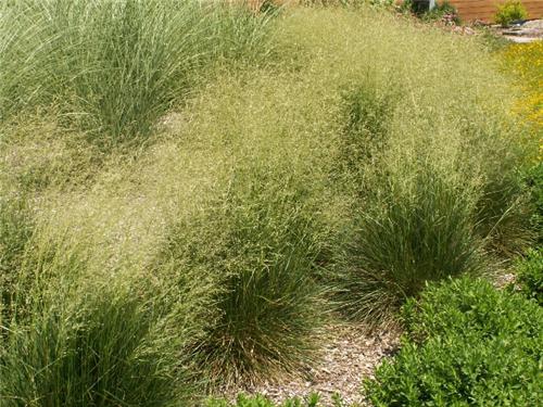 Deschampsia cespitosa Schottland