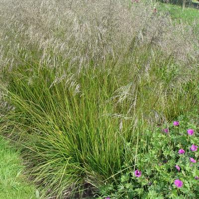 Deschampsia cespitosa Tardiflora