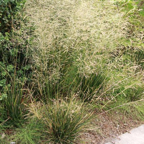 Deschampsia cespitosa Waldschratt