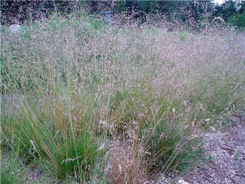 Deschampsia flexuosa