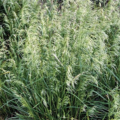 Deschampsia pixie fountain