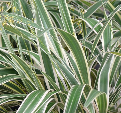 Dianella tasmanica Variegata