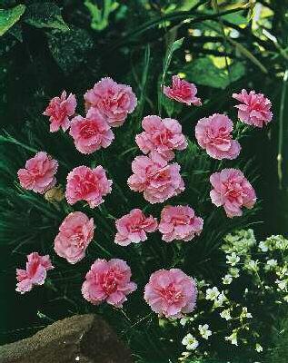 Dianthus allwoodii