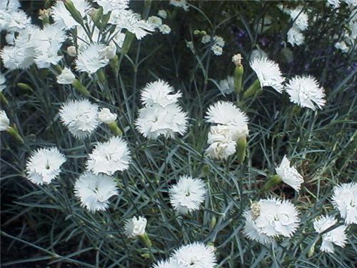 Dianthus plumaris2