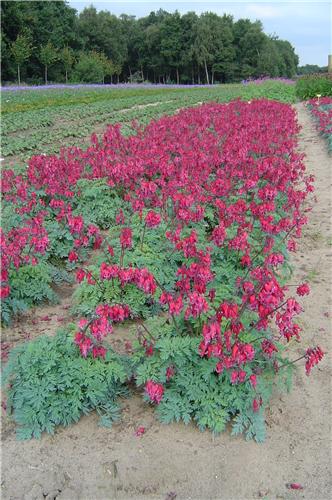 Dicentra Red Fount