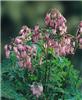 Dicentra eximia St