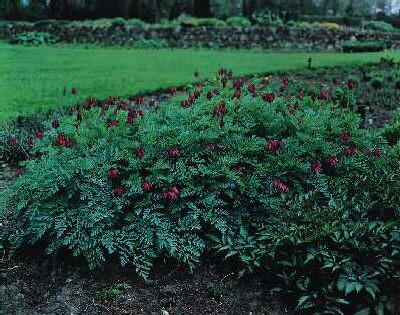 Dicentra formosa A