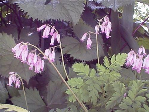Dicentra formosa1