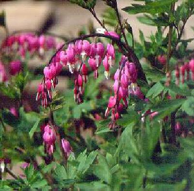 Dicentra spectabil