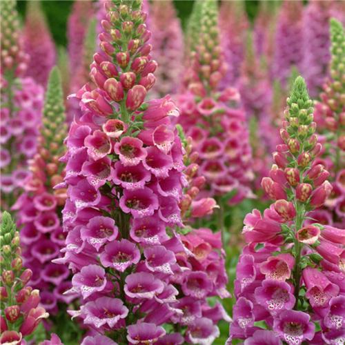 Digitalis Purpurea