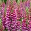 Digitalis Purpurea