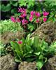 Dodecatheon meadia