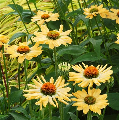 Echinacea -Aloha-