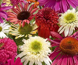 Echinacea -Breeders Mix-
