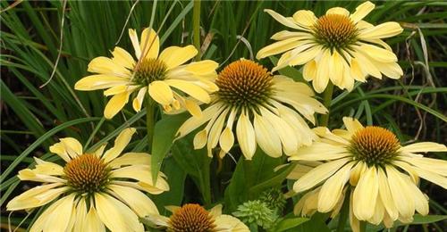 Echinacea -Chiquita-