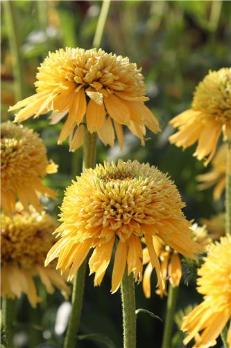 Echinacea -Eccentric Yellow-