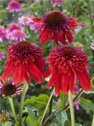 Echinacea -Eccentric-