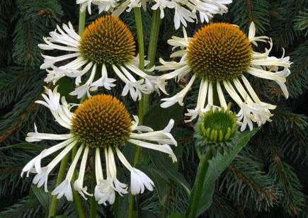 Echinacea -Ferris Wheel-