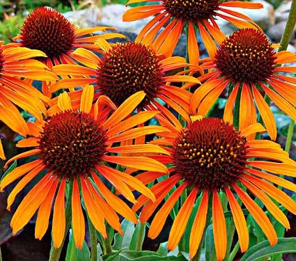 Echinacea -Flame Thrower-