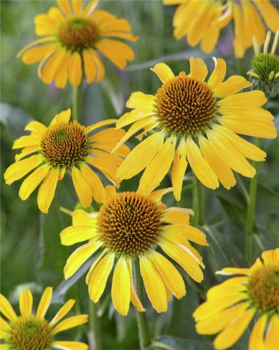 Echinacea -Golden Skipper-