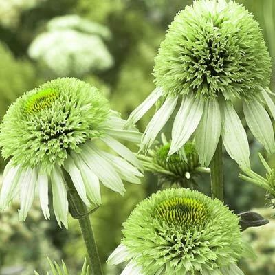 Echinacea -Greenline-