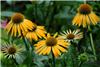 Echinacea -Harvest Moon-